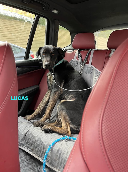 LUCAS - Labrador Retriever available for adoption