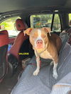 adoptable Dog in woodland, CA named Valerie