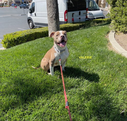 VALERIE - Staffordshire Bull Terrier available for adoption