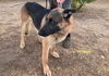 adoptable Dog in woodland hills, CA named ESTEBAN