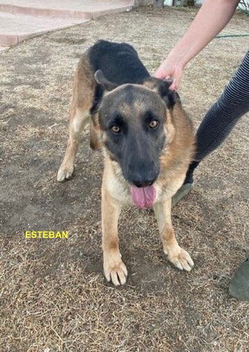 ESTEBAN - German Shepherd Dog available for adoption