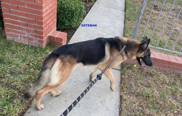 ESTEBAN