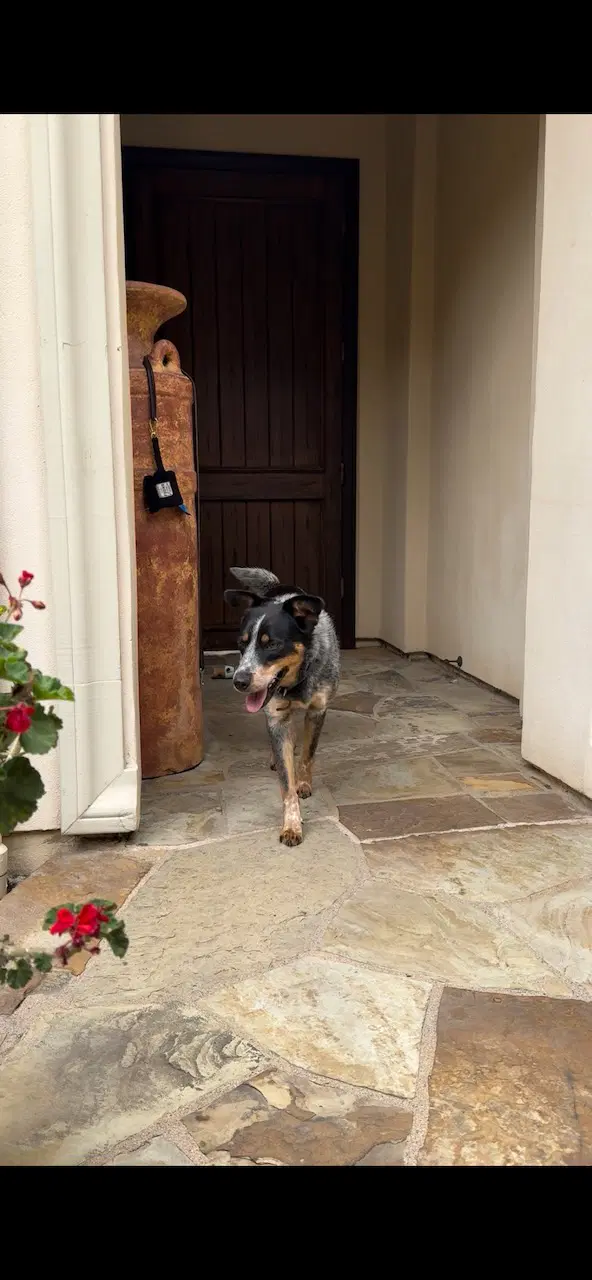 Bean - Australian Cattle Dog/Blue Heeler
