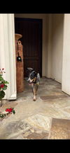 adoptable Dog in woodland, CA named BEAN