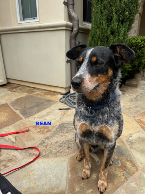 BEAN photo 4
