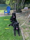 adoptable Dog in woodland, CA named GEORGE