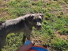 adoptable Dog in woodland, CA named MIA