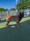 adoptable Dog in woodland, CA named ODIN