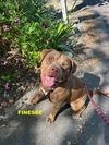 adoptable Dog in  named FINESSE