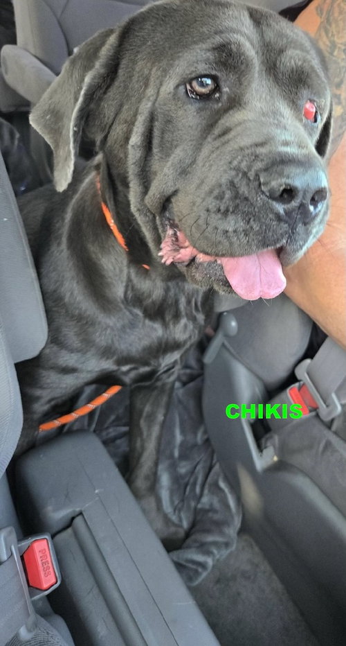CHIKIS - Cane Corso Mastiff available for adoption