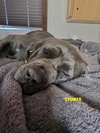 CHIKIS - Photo 3