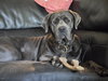 CHIKIS - Photo 5
