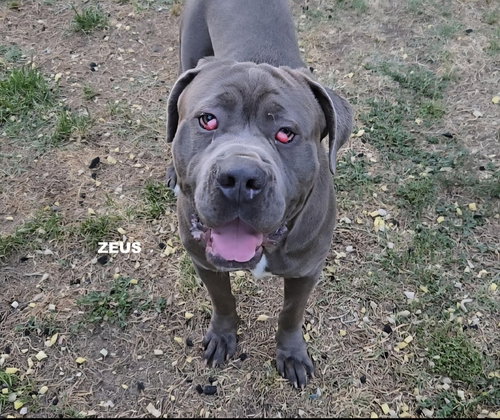 ZEUS - Mastiff available for adoption