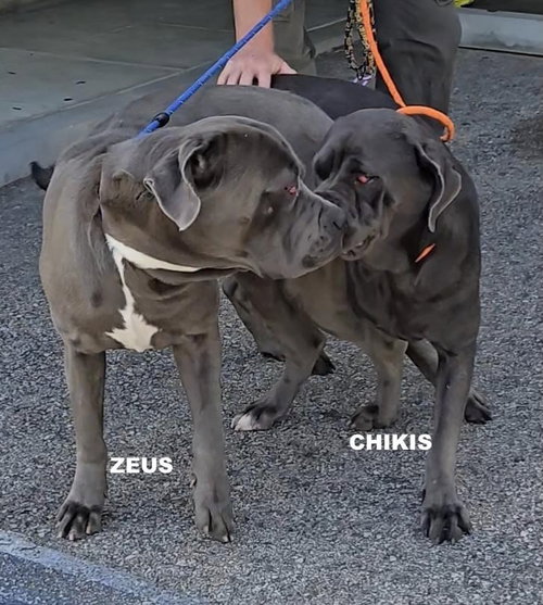 ZEUS - Mastiff available for adoption