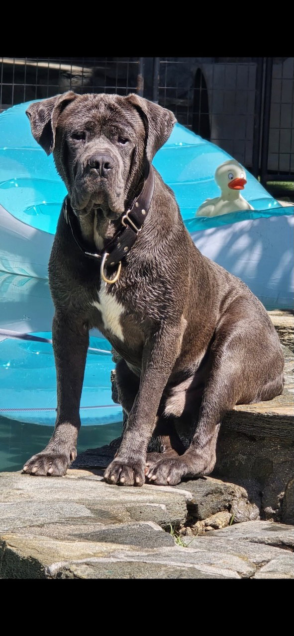 ZEUS