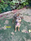 adoptable Dog in woodland, CA named BOGI