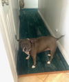 adoptable Dog in woodland, CA named BELLA