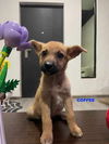 adoptable Dog in  named COFFEE
