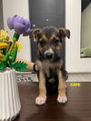 adoptable Dog in woodland, CA named CAFE