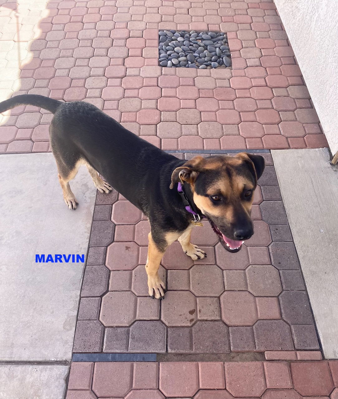 adoptable Dog in Woodland Hills, CA named MARVIN