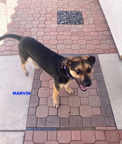 MARVIN - Shepherd available for adoption