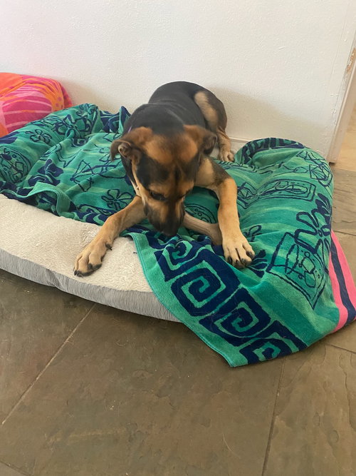 MARVIN - Shepherd available for adoption