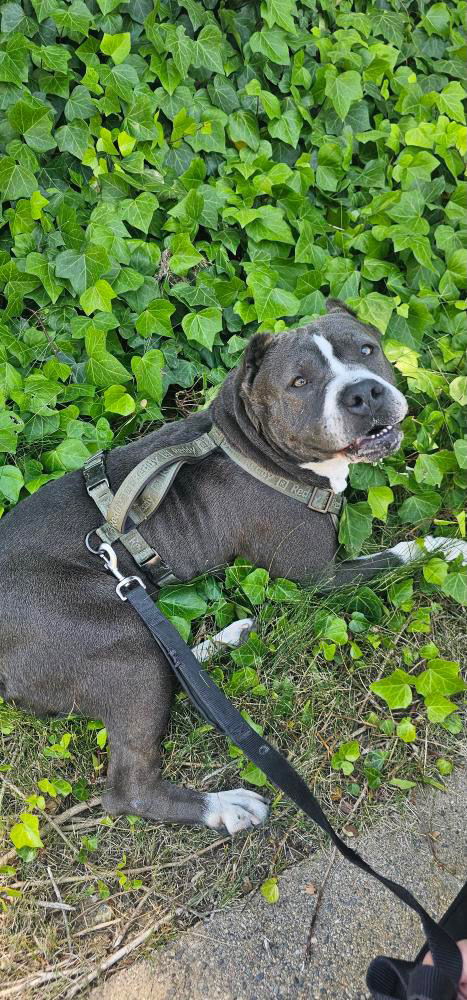 adoptable Dog in Woodland Hills, CA named LUNA