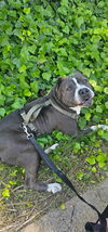 adoptable Dog in woodland, CA named LUNA