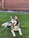 adoptable Dog in woodland, CA named APOLLO