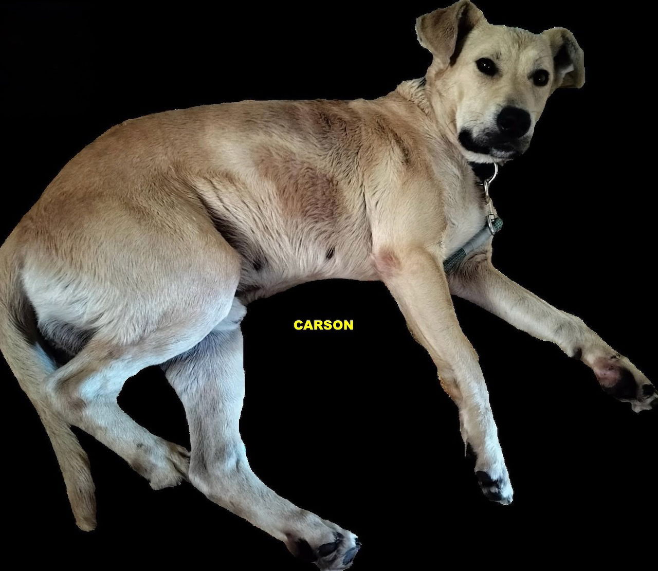adoptable Dog in Woodland Hills, CA named CARSON