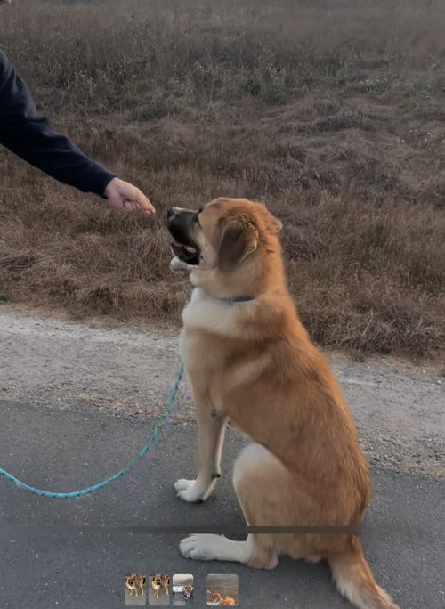 HARLEY - Anatolian Shepherd available for adoption
