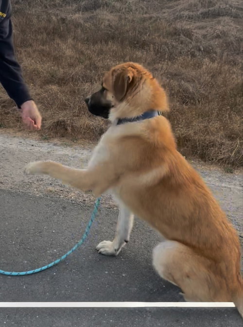 HARLEY - Anatolian Shepherd available for adoption