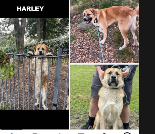 HARLEY photo 6