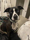 PATTI - Photo 4