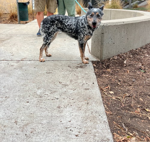 LIZZO - Australian Cattle Dog/Blue Heeler available for adoption