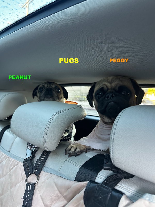 PEANUT