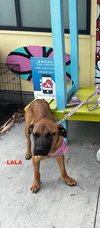 LALA - Photo 1