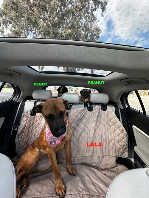 LALA - Black Mouth Cur / Shepherd available for adoption