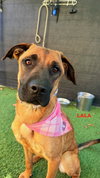 LALA - Photo 3