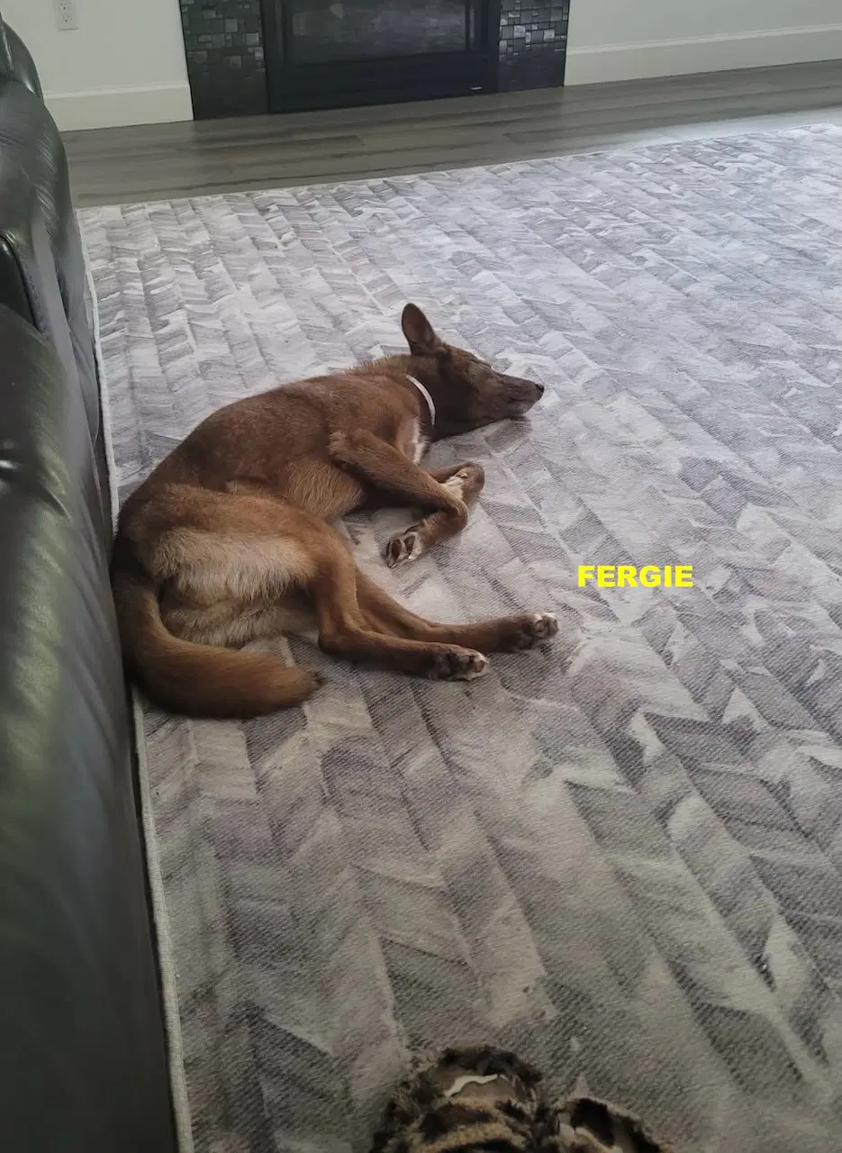 Fergie - Australian Kelpie