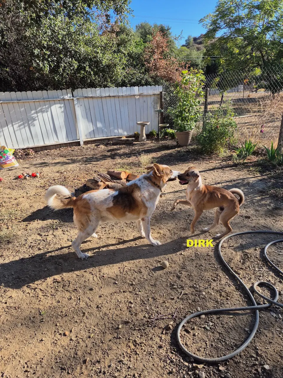 Dirk - Shar Pei