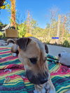 DIRK - Photo 2
