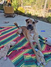 DIRK - Photo 3
