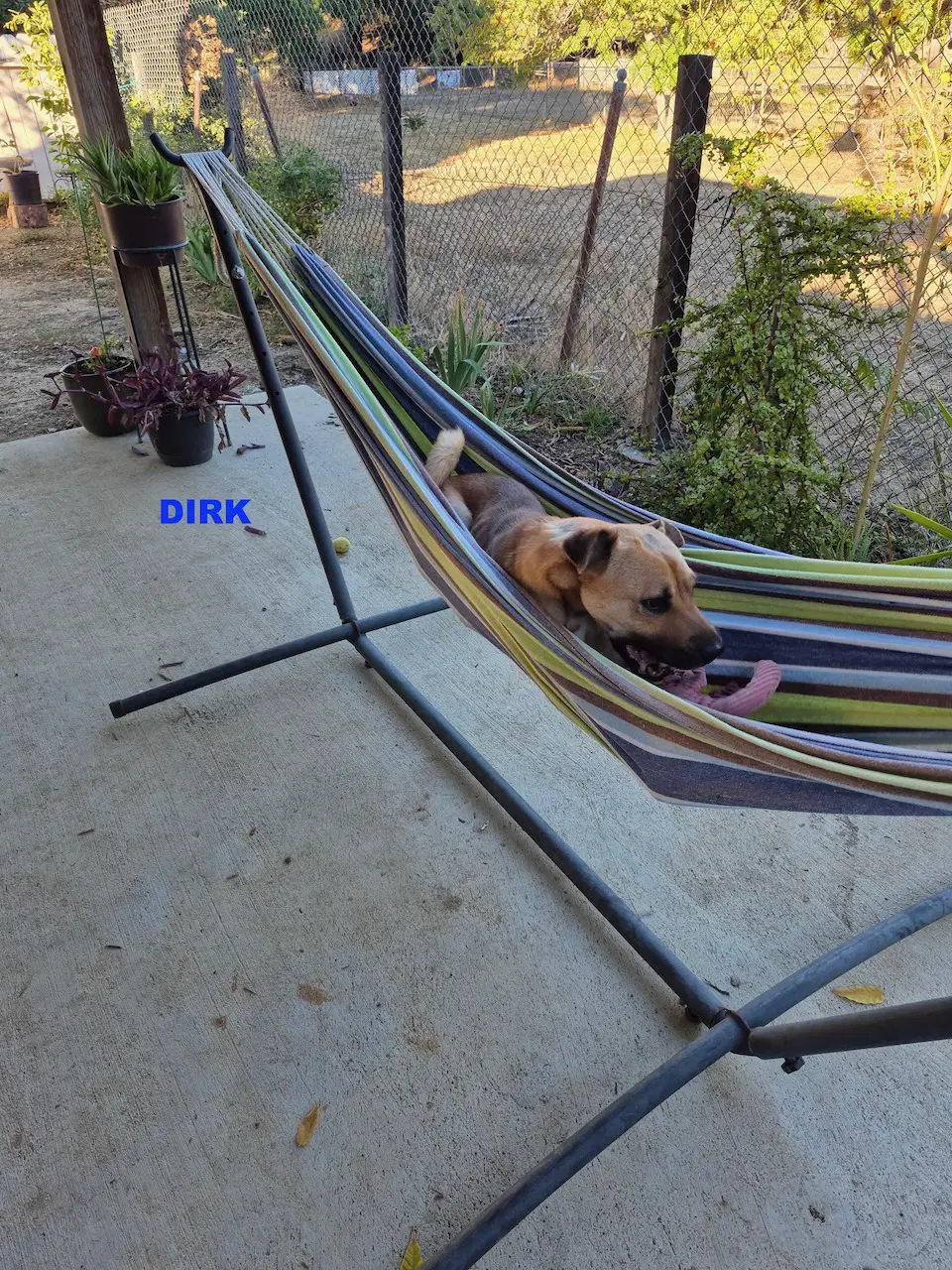 Dirk image 2