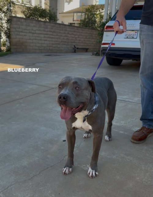BLUEBERRY - American Pit Bull Terrier available for adoption