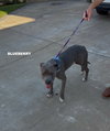 BLUEBERRY - Photo 4
