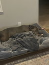 BLUEBERRY - Photo 5