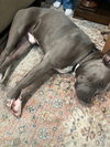 BLUEBERRY - Photo 6