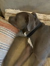 BLUEBERRY - Photo 7