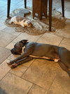 BLUEBERRY - Photo 8